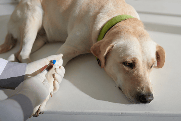 Veterinář odebírá krev ležícímu psovi